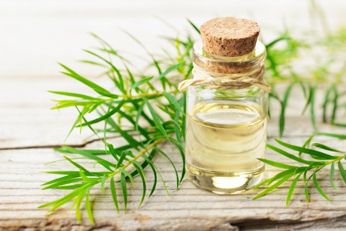 The use of tea tree oil as a repellent