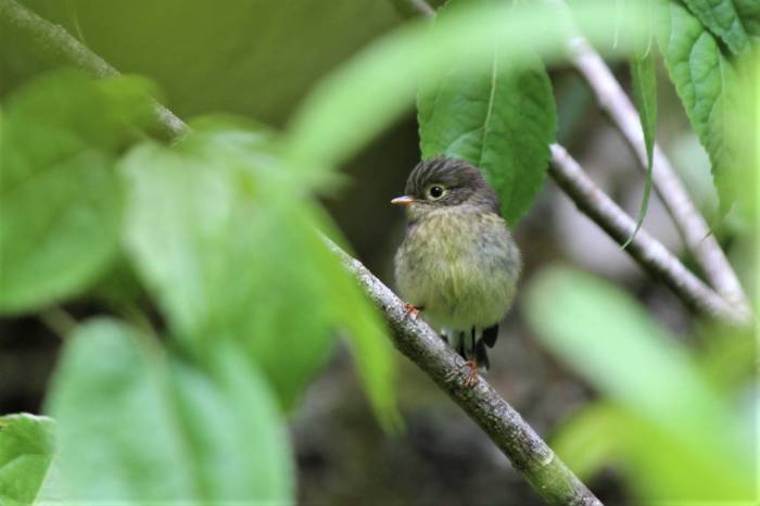 Birdsong and Mindfulness: A Springtime Practice