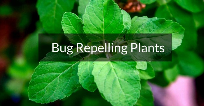 The use of plants as companion planting to deter bugs