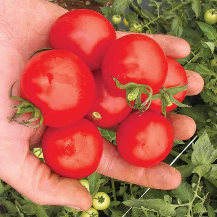 Tomato magic f1 mountain solanum lycopersicum delivery seeds seed plants 9cm vegetable may kingsseeds height