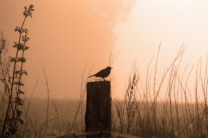 Birds and Fog: A Springtime Mist