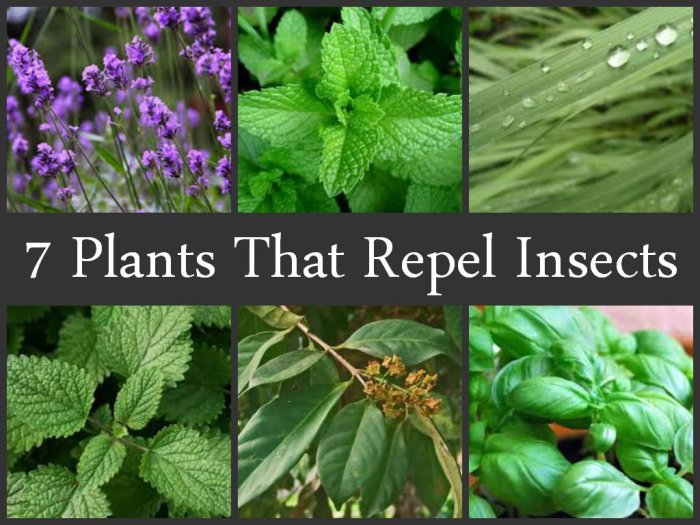 Plants and flowers that deter insects