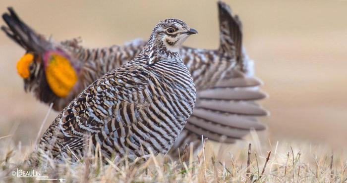 Birds of the Prairie: Springtime on the Plains