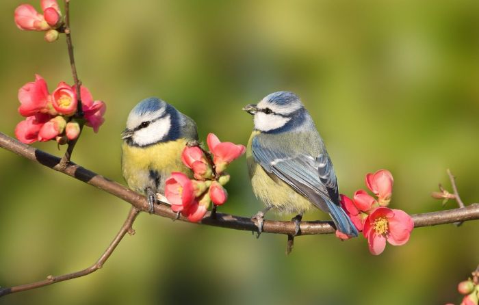 Classroom birds part introduction