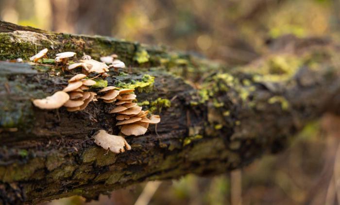 The role of fungi in pest control