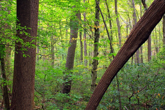 Welsh mountain nature preserve