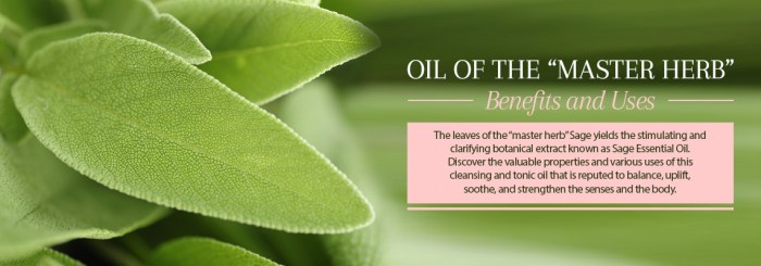 The effectiveness of sage oil