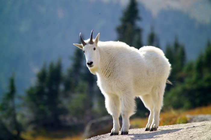 Mountain goat dinar