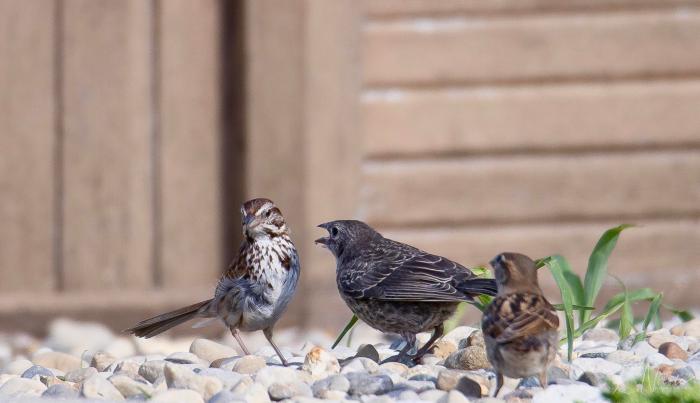 Birds in Drama: A Springtime Play