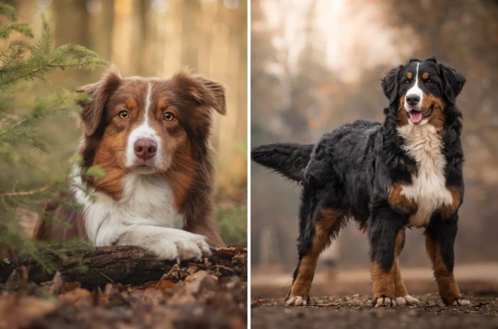 Bernese mountain shepherd dog australian mix