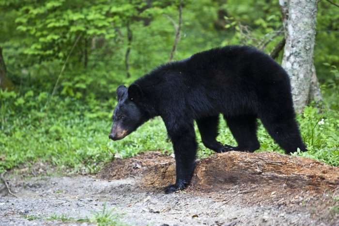 Bear supermarket supermarkets