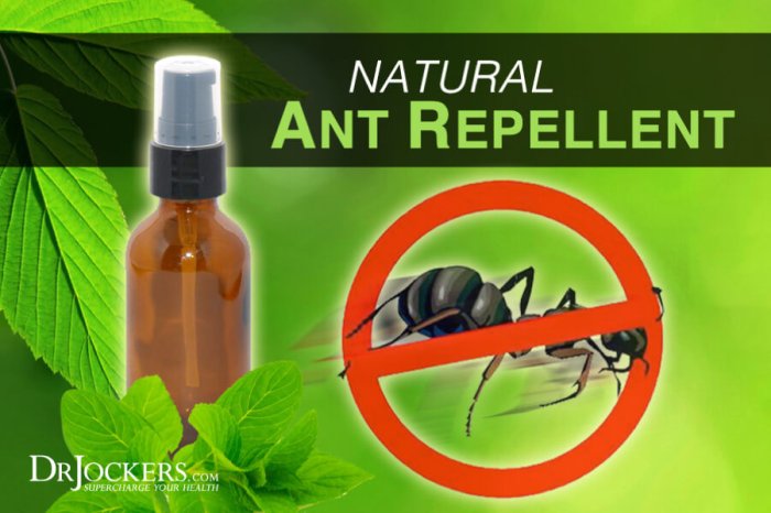 Ants remedies formigas eliminar ant maneiras horta repellents