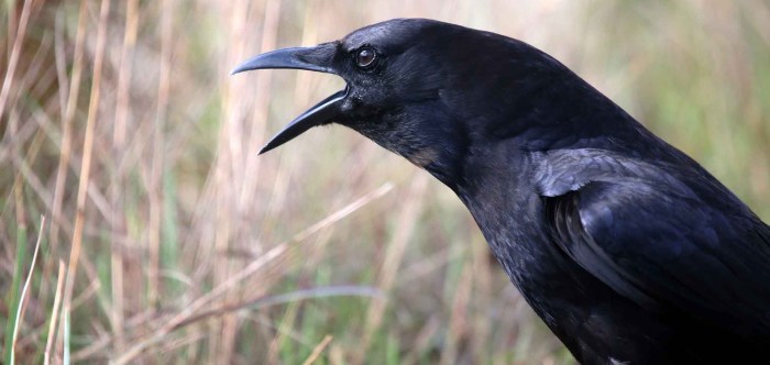 Crows as Symbols of Wisdom and Intelligence