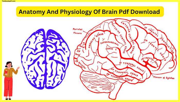 Brain builder frank minirth md pdf download