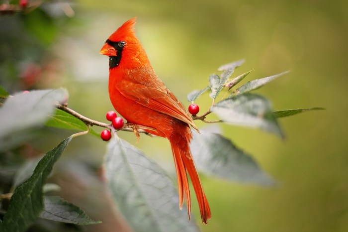 Cardinals as Symbols of Passion and Joy