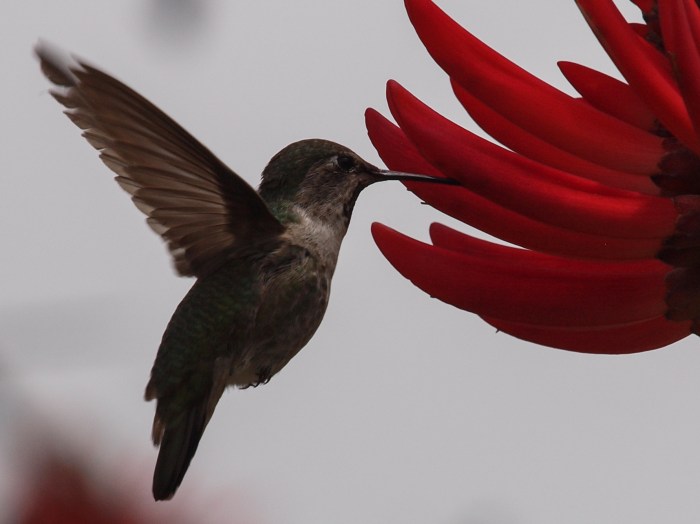 Flower sucking hd red birds bird green wallpaper nectar hummingbird background blur leaf wallpapers click