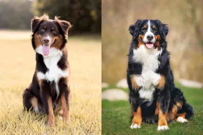 Australian shepherd bernese mountain mix