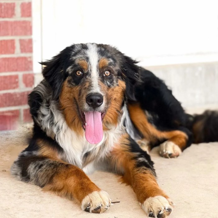 Australian shepherd bernese mountain dog mix