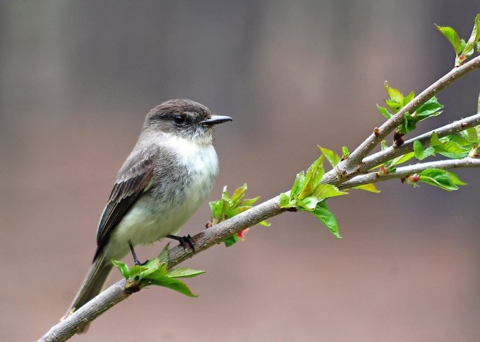 Bird Education: Learning About Birds in Spring