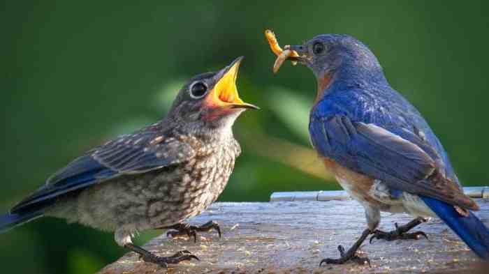 Tapeworm birds