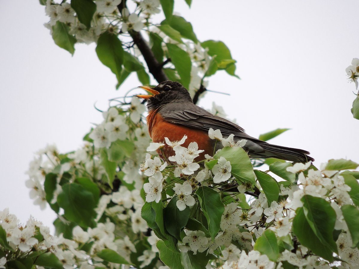 The Language of Birds: Understanding Spring's Symphony