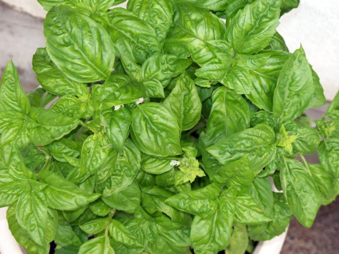 Basil repellent