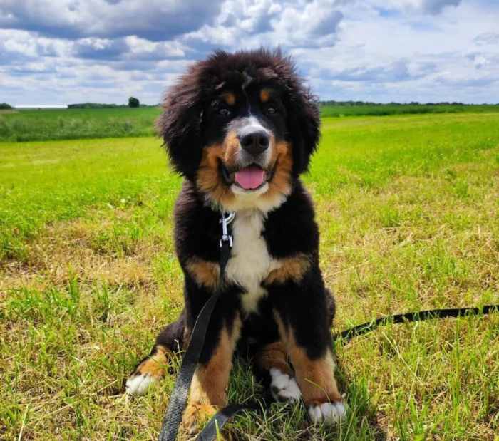 Bernese mountain dog and husky mix