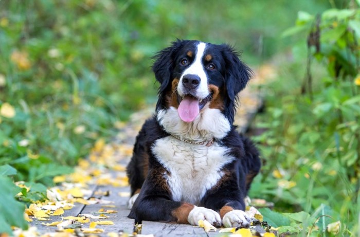 Rescue a bernese mountain dog