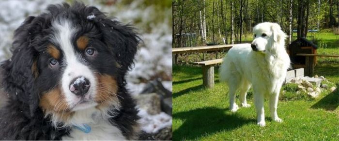 Bernese great mix dog mountain pyrenees puppy puppies weeks dogs old mini kitties farm murphy animals hecht tracey via