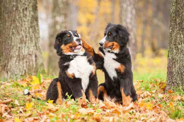 Bernese