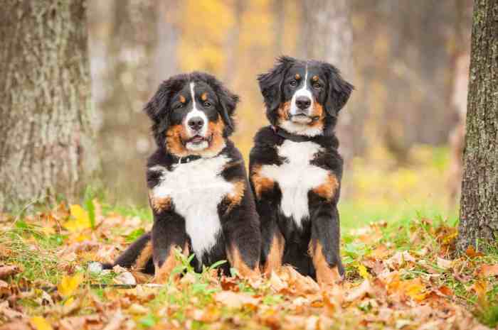 How much is a bernese mountain dog