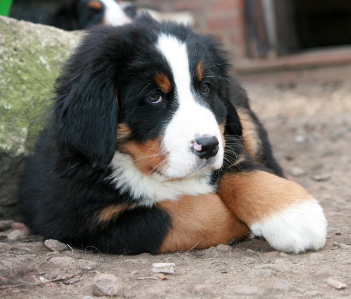 Golden mountain dog puppies