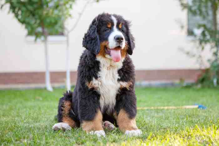 Bernese mountain dog puppy puppies cute weeks buying guide sale dogs blass merlin eileen breeder