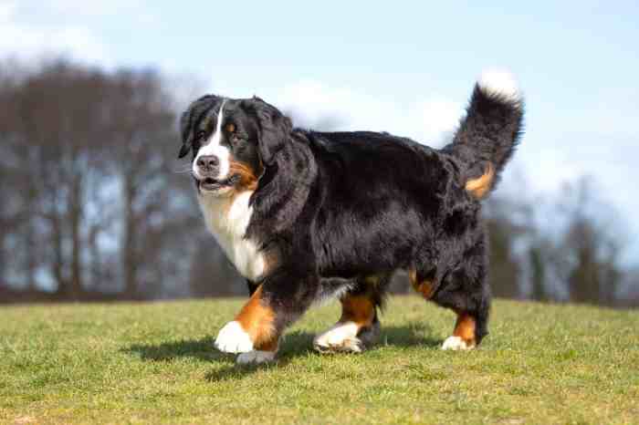 How much is a bernese mountain dog