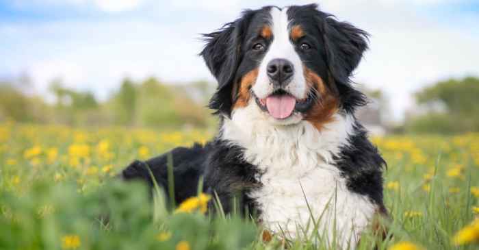 Bernese