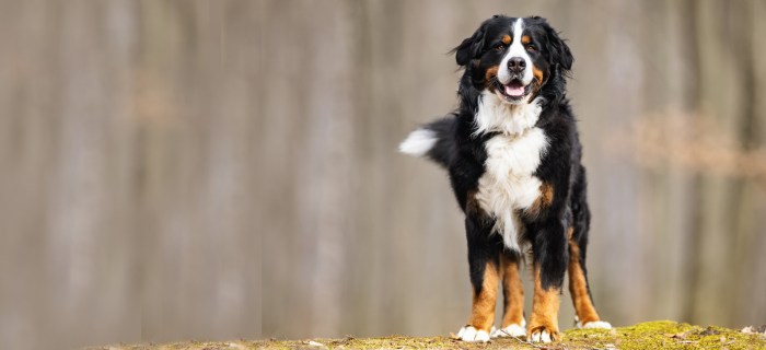 Adopt bernese mountain dog