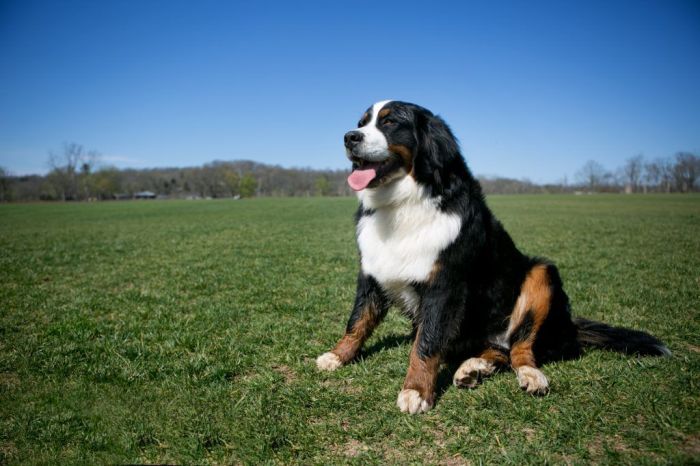 Bernese mountain dogs for adoption