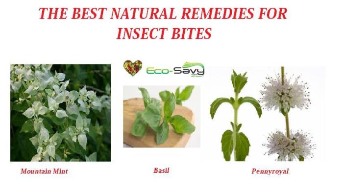 Bites remedies mosquito stop natural ipm mechanical credits aqua nils ny state medicine cabinet