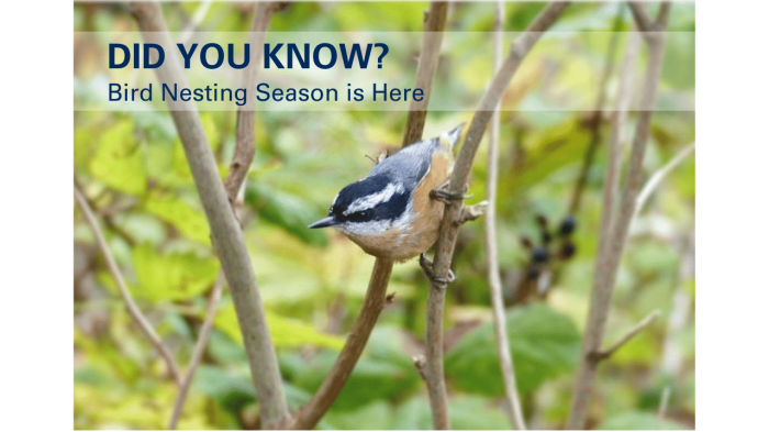 Bird Nesting for Environmental Awareness: A Springtime Action