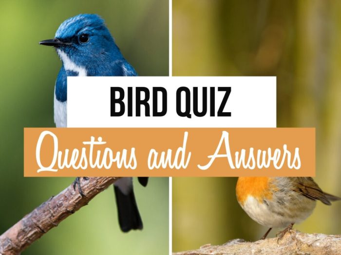 Bird Quizzes: A Springtime Challenge