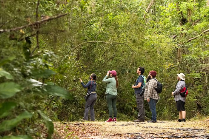 Birdwatching for Mental Health: A Springtime Therapy