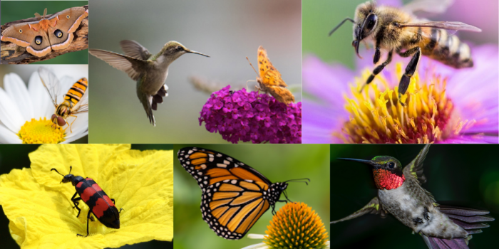 Birds and Bees: A Springtime Pollination