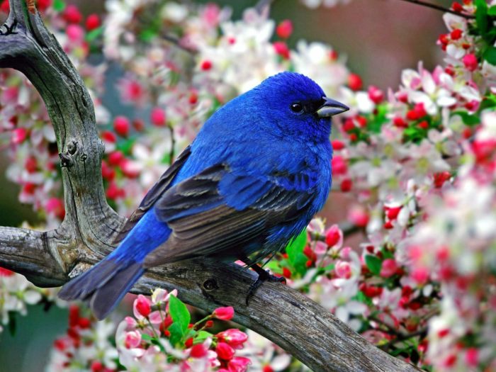 Bird Photography: Capturing the Beauty of Spring