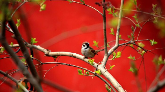 Spring ct sandefur warbler rumped kelly yellow audubon bird