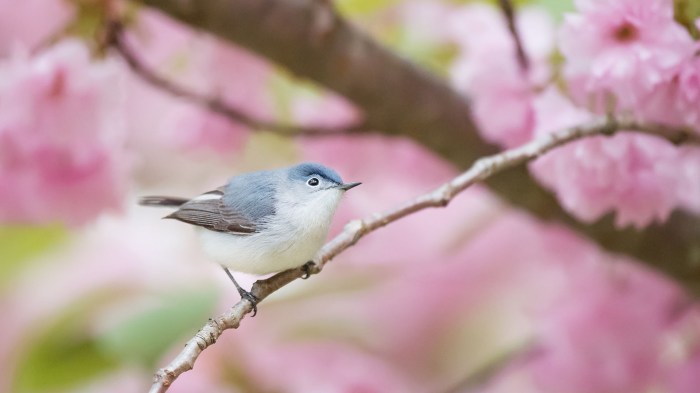 Birdsong and Nature Connection: A Springtime Experience