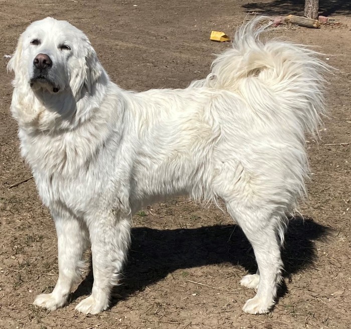 Colorado mountain dog