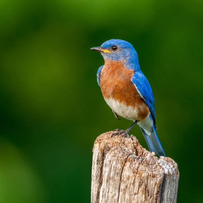 Happiness barry bluebirds