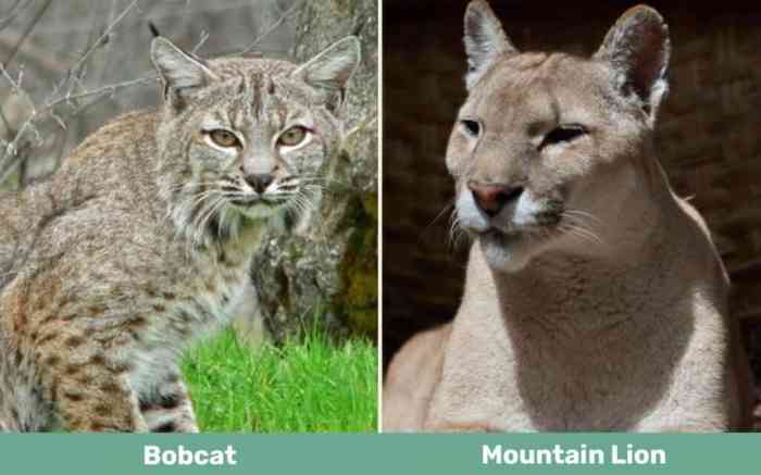 Mountain vs bobcats lions difference do know patch california