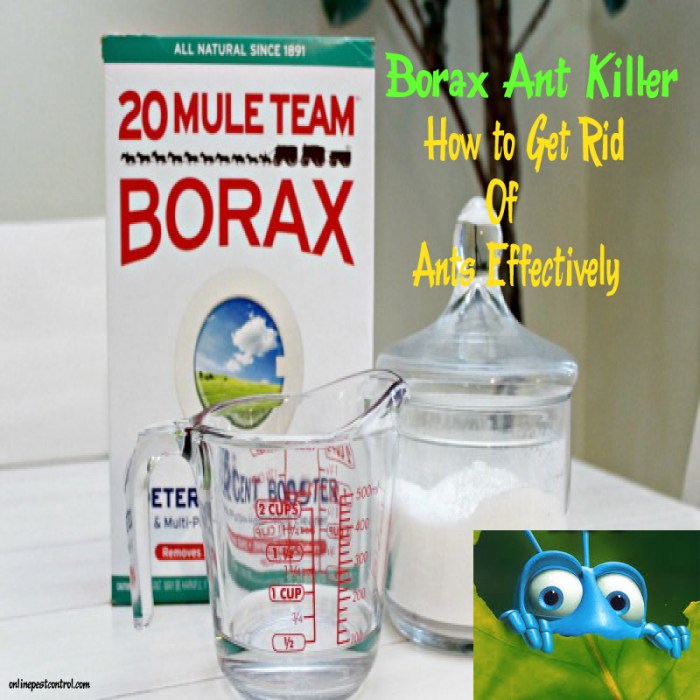 Borax mule ants fresher