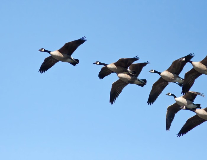 Geese goose routes